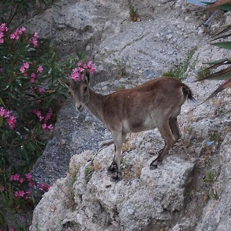 Casa Raquel Daire Frigiliana Dış mekan fotoğraf