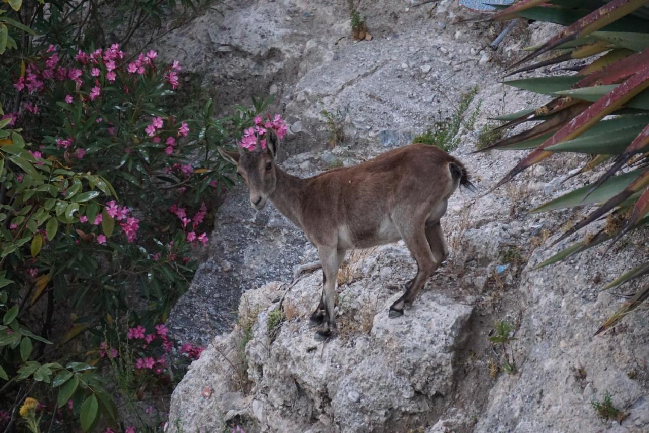 Casa Raquel Daire Frigiliana Dış mekan fotoğraf